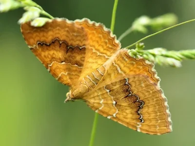 Camptogramma bilineata