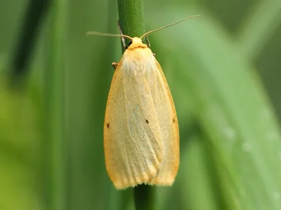 Cybosia mesomella