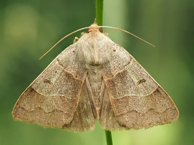 Minucia lunaris
