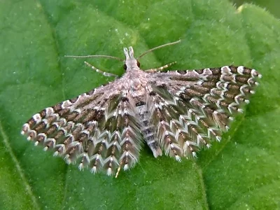 Alucita grammodactyla