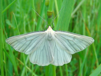 Siona lineata
