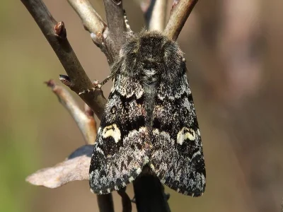 Coranarta cordigera