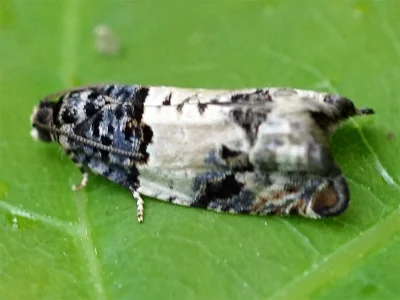 Gypsonoma sociana