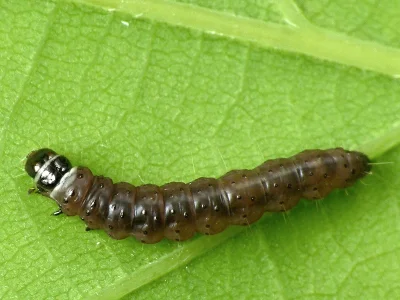 Anacampsis timidella