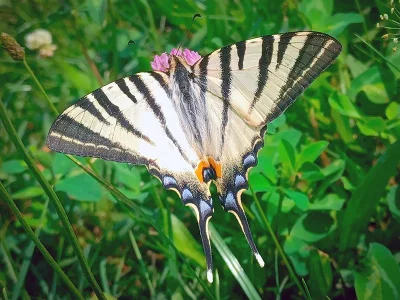 Iphiclides podalirius