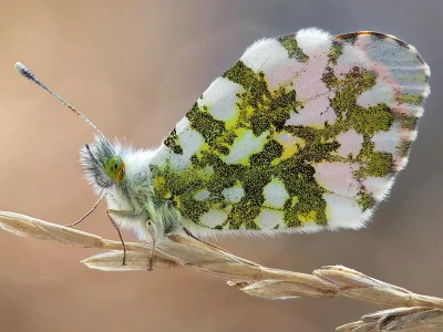 Anthocharis (Anthocharis) gruneri