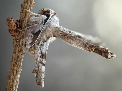 Apochima flabellaria