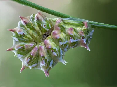 Apochima flabellaria