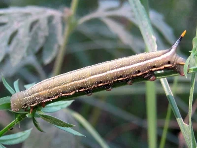 Macroglossum stellatarum