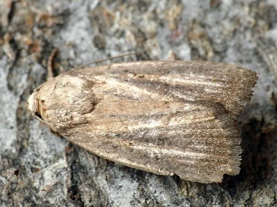 Athetis (Proxenus) hospes