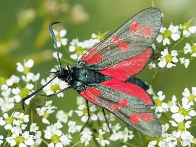 Zygaena (Zygaena) filipendulae