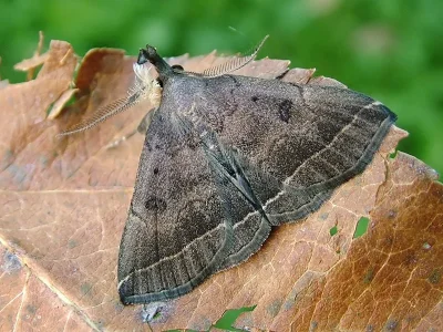 Polypogon (Microphtha) plumigeralis