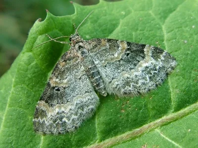 Pterapherapteryx sexalata