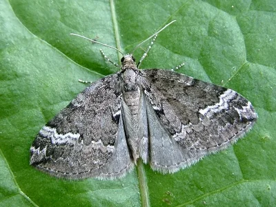 Perizoma lugdunaria