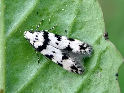 Pseudotelphusa scalella