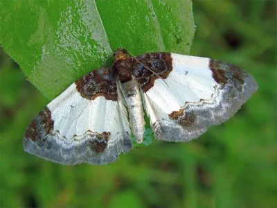 Mesoleuca albicillata