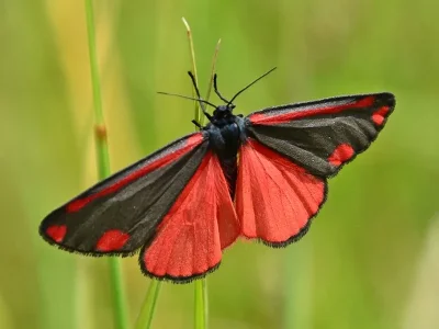 Tyria jacobaeae