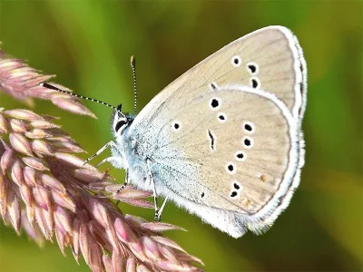 Cyaniris semiargus