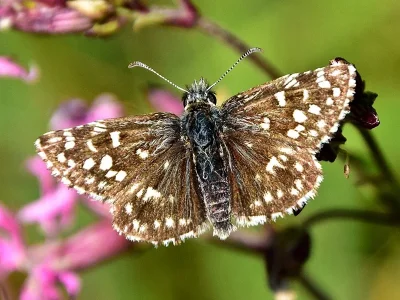 Pyrgus malvae