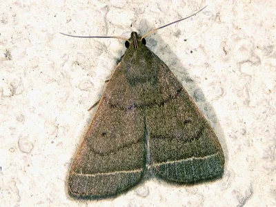 Simplicia rectalis