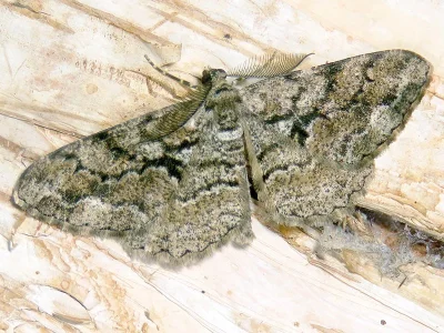 Peribatodes secundaria