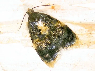 Spatalistis bifasciana