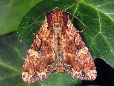 Apamea (Apamea) epomidion