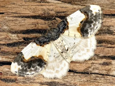 Ligdia adustata