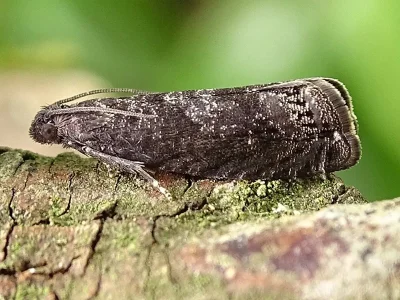 Grapholita (Aspila) funebrana