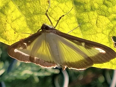 Cydalima perspectalis