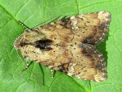 Apamea (Apamea) scolopacina