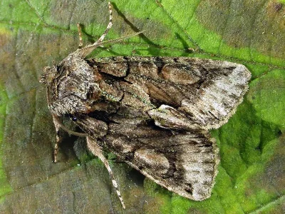 Allophyes (Allophyes) oxyacanthae