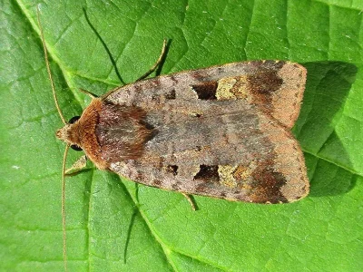 Diarsia brunnea