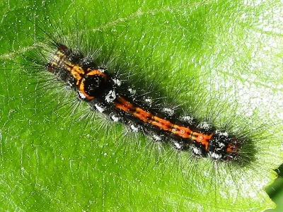 Euproctis (Sphrageidus) similis