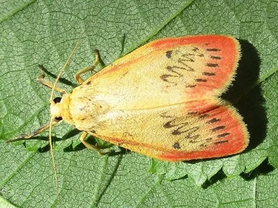 Miltochrista miniata