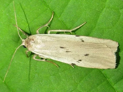 Pelosia muscerda