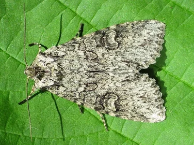 Polia (Polia) nebulosa
