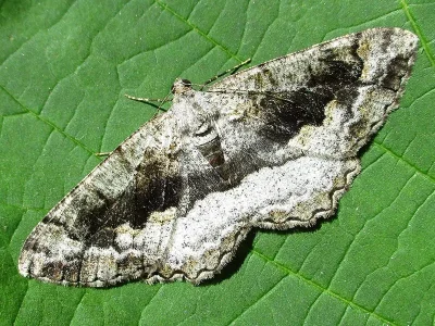 Alcis repandata
