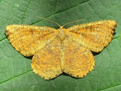 Angerona prunaria