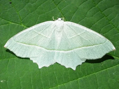 Campaea margaritaria