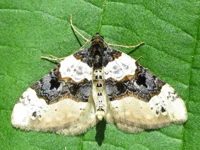 Cosmorhoe ocellata