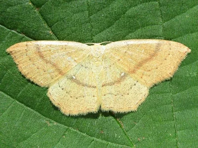 Cyclophora (Codonia) linearia