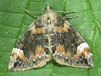 Dysstroma citrata