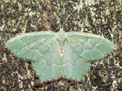 Hemithea aestivaria