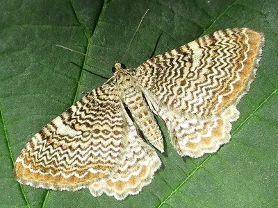 Hydria undulata
