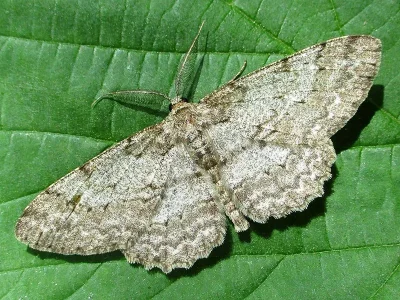 Hypomecis punctinalis