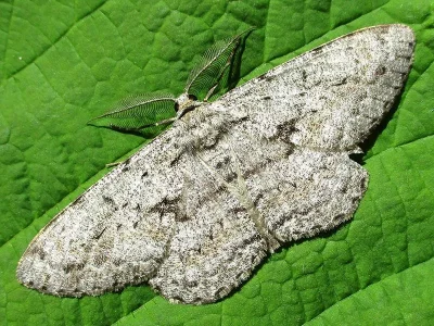 Hypomecis roboraria