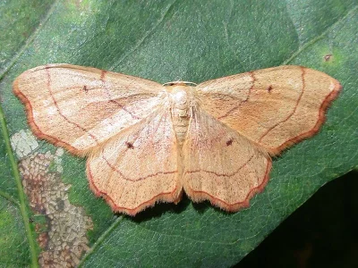 Idaea emarginata