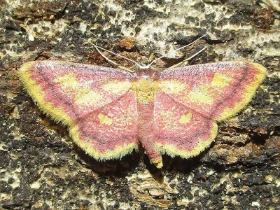 Idaea muricata