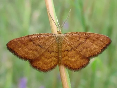 Idaea serpentata